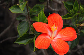 Enlarge photo 133