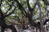 Enlarge photo 158