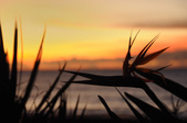 Enlarge photo 35