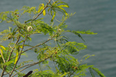 Enlarge photo 68