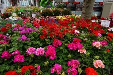 Enlarge photo 50