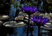 Enlarge photo 34