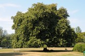 Enlarge photo 31