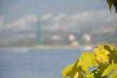 Enlarge photo 43