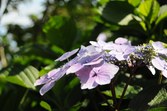 Enlarge photo 73