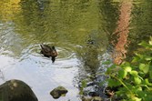 Enlarge photo 88