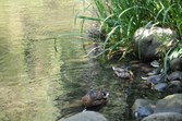 Enlarge photo 90