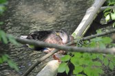Enlarge photo 92
