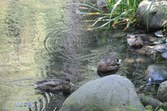 Enlarge photo 91