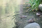 Enlarge photo 94