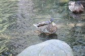 Enlarge photo 95