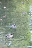 Enlarge photo 105