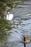 Enlarge photo 109