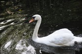 Enlarge photo 111