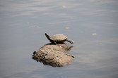 Enlarge photo 117
