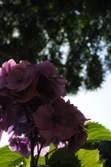 Enlarge photo 133