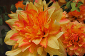 Enlarge photo 132