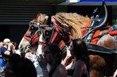 Enlarge photo 84