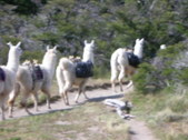 Enlarge photo 39