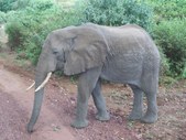 Lake Manyara and Arusha