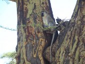 Enlarge photo 46