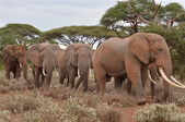 Amboseli National Park