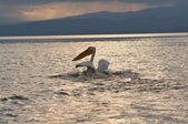 Lake Naivasha and Lake Nakuru