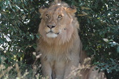 Masai Mara National Reserve