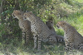 Kenya and Tanzania