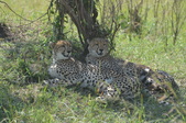 Enlarge photo 23