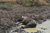 Enlarge photo 26