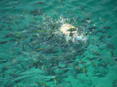 Enlarge photo 40