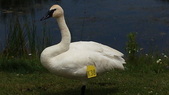Enlarge photo 40