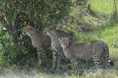 Enlarge photo 41