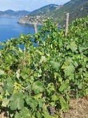 Enlarge photo 54