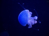 Enlarge photo 35
