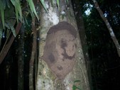 Enlarge photo 30