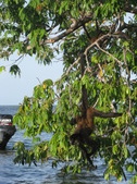 Enlarge photo 54