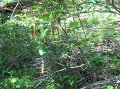Enlarge photo 59