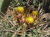 Enlarge photo 58