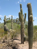 Enlarge photo 59