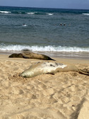 Enlarge photo 71
