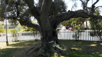 Enlarge photo 43