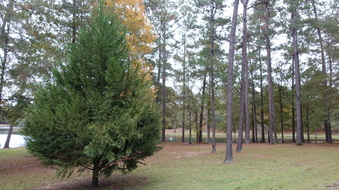 Enlarge photo 28