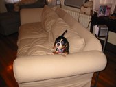 Enlarge photo 52
