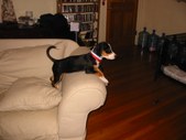Enlarge photo 54
