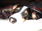Enlarge photo 171