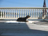 Enlarge photo 542