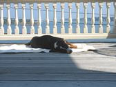Enlarge photo 543