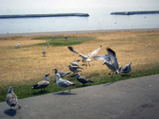 Enlarge photo 89